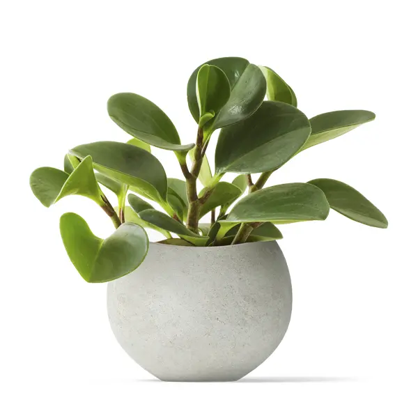 Sample Product #15 - Image 4